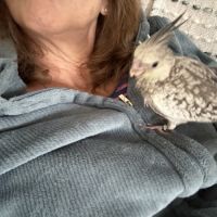 Calopsitte eam bague deux mâle de deux mois