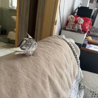 Calopsitte eam bague deux mâle de deux mois #10