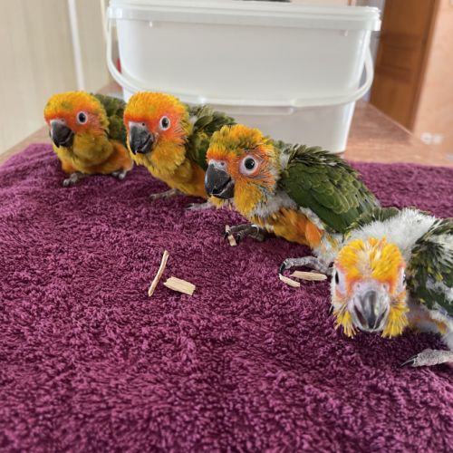 Conure soleil élevé mains #2