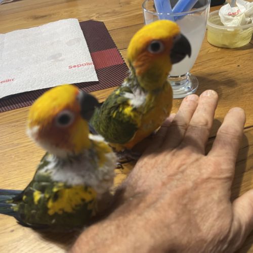 Conure soleil élevé mains #3