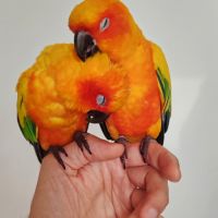 Conure soleil élevé mains