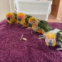 Conure soleil élevé mains #2