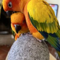 Conure soleil élevé mains #4