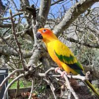 Conure soleil élevé mains #5