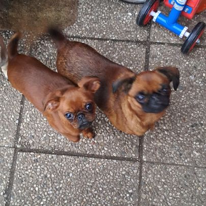 Petit brabançon mâle #1