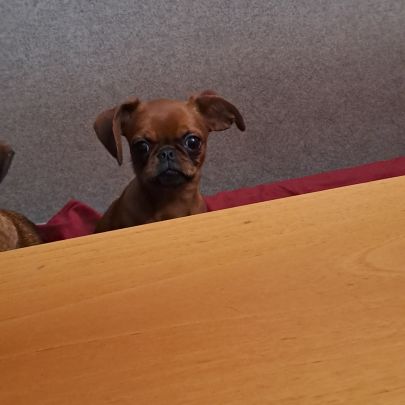 Petit brabançon mâle #0