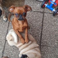 Petit brabançon mâle #2