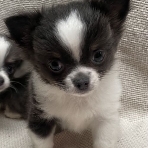 Chiots chihuahua poils longs lof #4