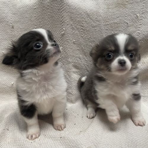 Chiots chihuahua poils longs lof #5