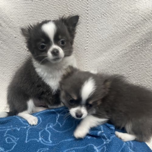 Chiots chihuahua poils longs lof #6