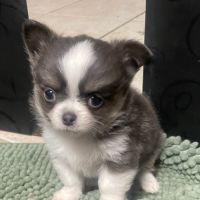 Chiots chihuahua poils longs lof #0