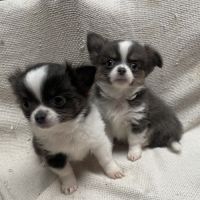 Chiots chihuahua poils longs lof #2