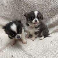 Chiots chihuahua poils longs lof