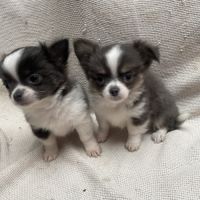 Chiots chihuahua poils longs lof #3