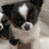 Chiots chihuahua poils longs lof #4