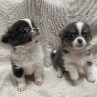 Chiots chihuahua poils longs lof #5