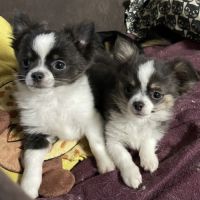 Chiots chihuahua poils longs lof