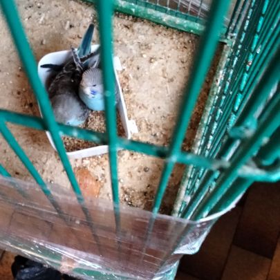 Perruches ondulées bleutés #2