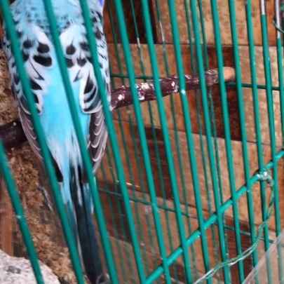 Perruches ondulées bleutés #3