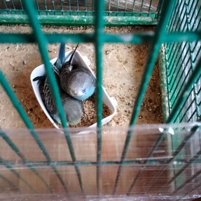 Perruches ondulées bleutés #4