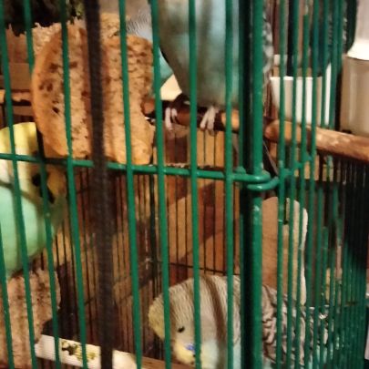 Perruches ondulées bleutés #0