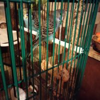 Perruches ondulées bleutés #1