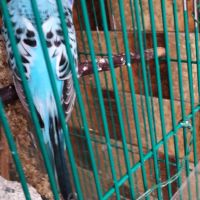 Perruches ondulées bleutés #3