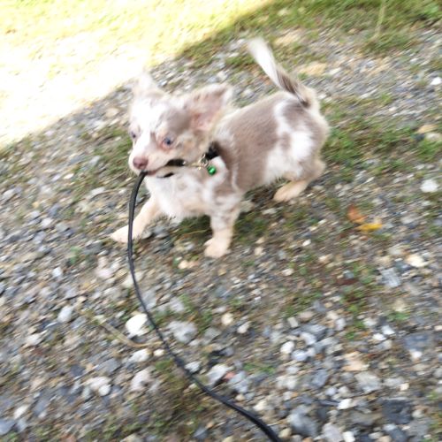 Splendide chihuahua #1