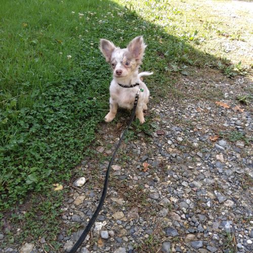 Splendide chihuahua #0