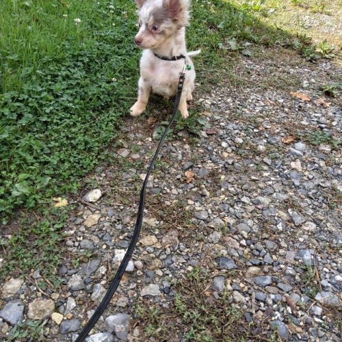 Splendide chihuahua #3