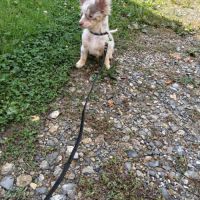 Splendide chihuahua #3