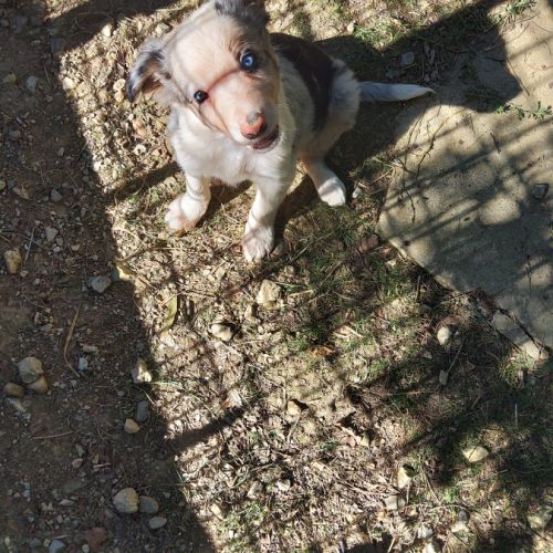 Magnifique border collie