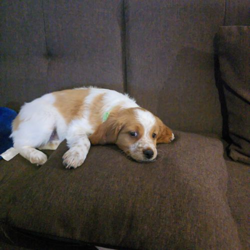 Chiots epagneul breton lof