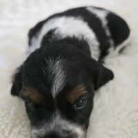 Chiots epagneul breton lof