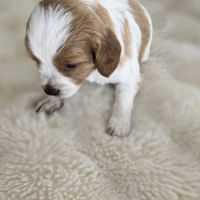 Chiots epagneul breton lof #2