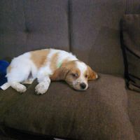 Chiots epagneul breton lof