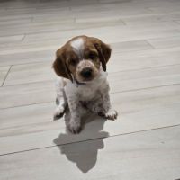 Chiots epagneul breton lof #2