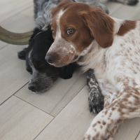 Chiots epagneul breton lof #4