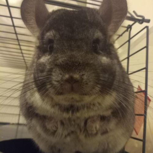 Chinchilla