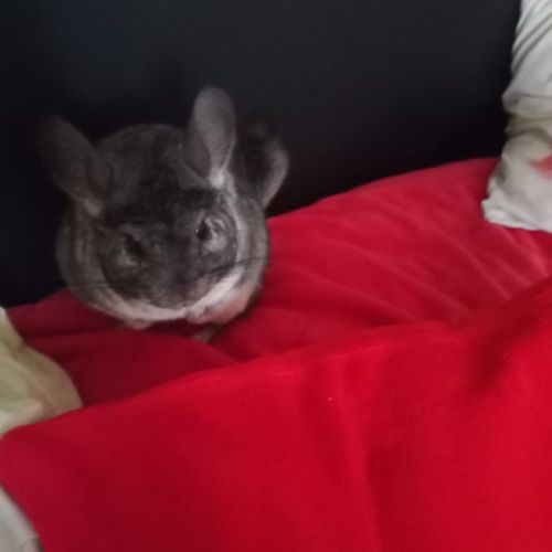Chinchilla #3
