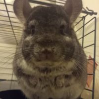 Chinchilla #0