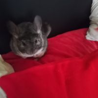 Chinchilla #3