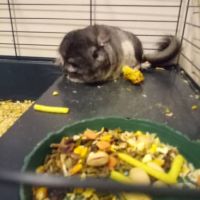 Chinchilla #4