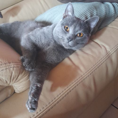 Adorables chartreux mâles loof #1