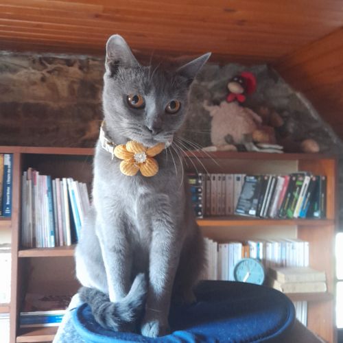 Adorables chartreux mâles loof #5