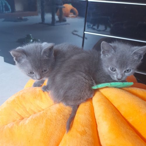 Adorables chartreux mâles loof