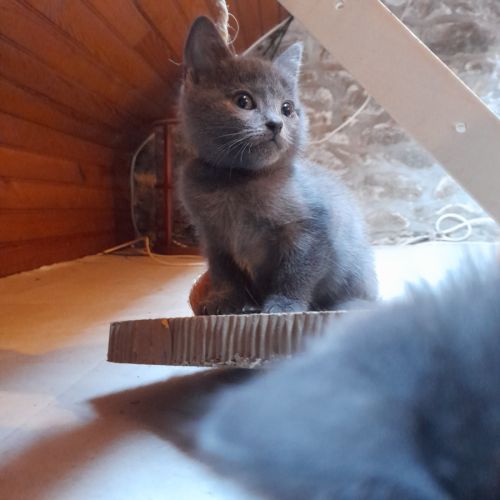 Adorables chartreux mâles loof #8