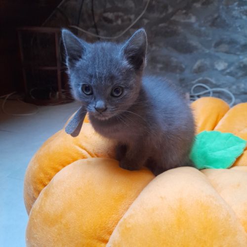 Adorables chartreux mâles loof #9