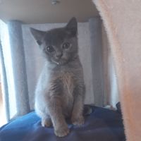 Adorables chartreux mâles loof #2