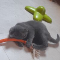 Adorables chartreux mâles loof #3